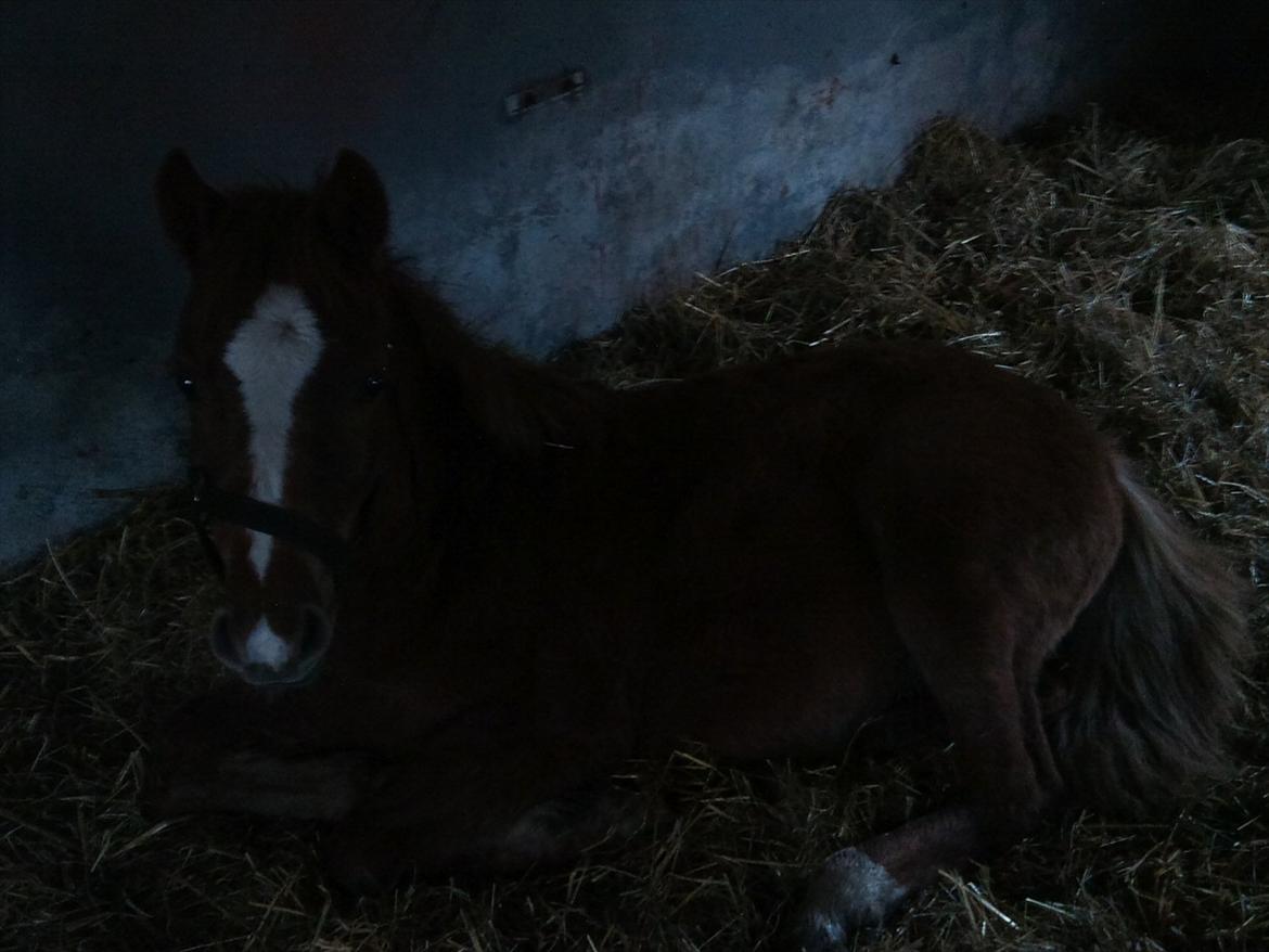 Anden særlig race Fozzie ( solgt ) billede 14