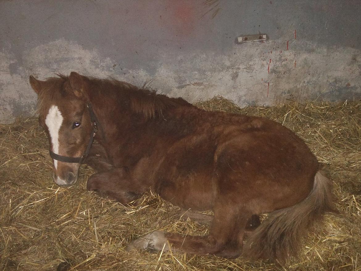 Anden særlig race Fozzie ( solgt ) billede 15