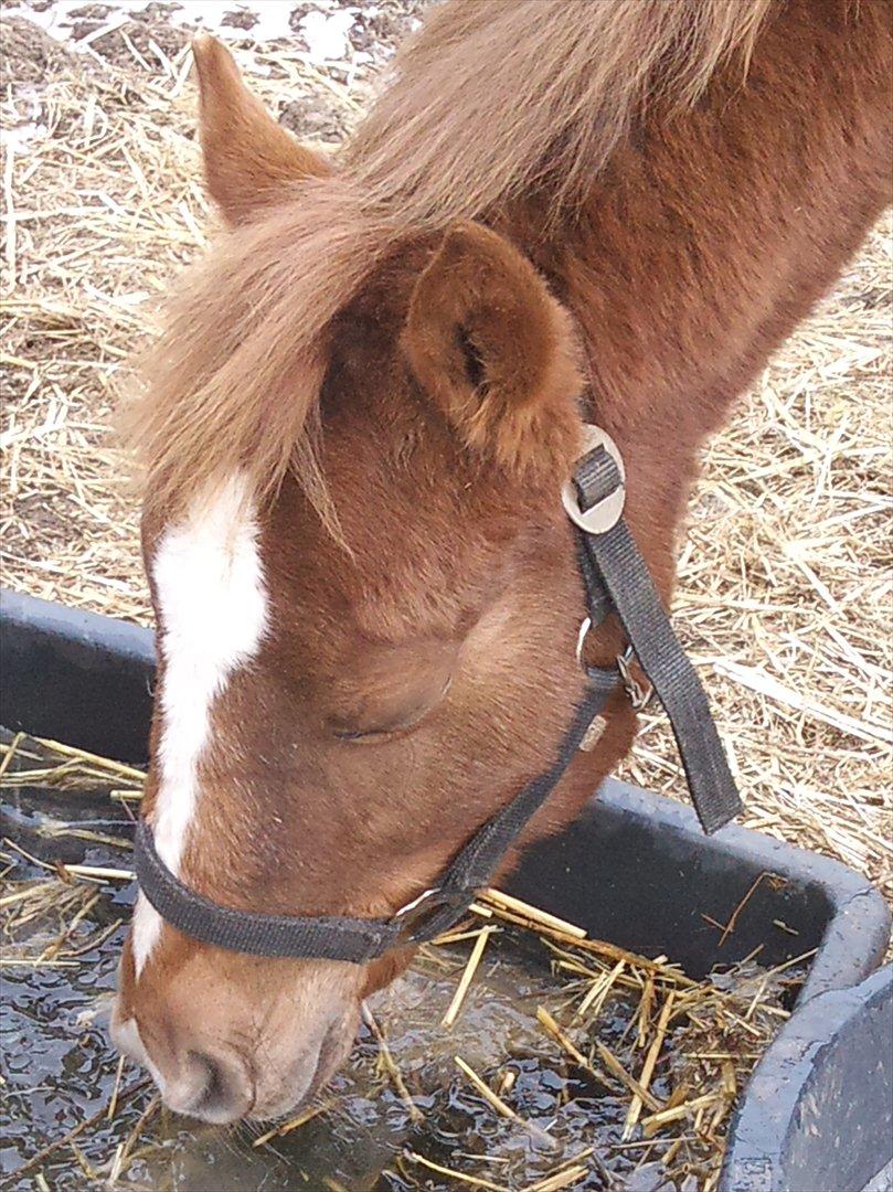 Anden særlig race Fozzie ( solgt ) billede 16