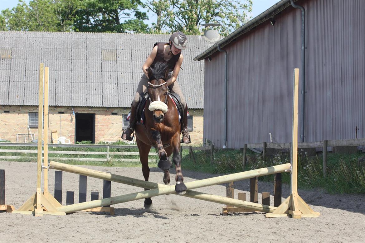 DSP Stidsbjergs Chanie billede 8