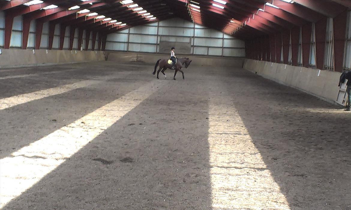 Anden særlig race TT (Tempo) billede 10