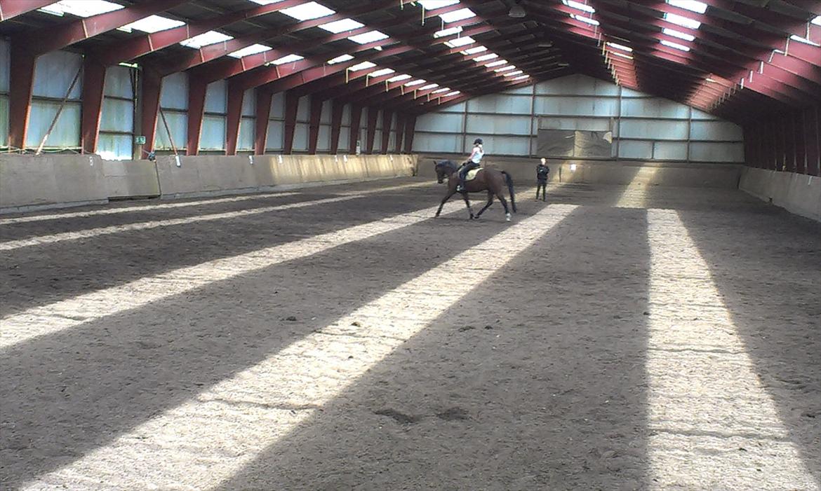 Anden særlig race TT (Tempo) billede 11