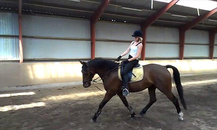 Anden særlig race TT (Tempo) billede 12