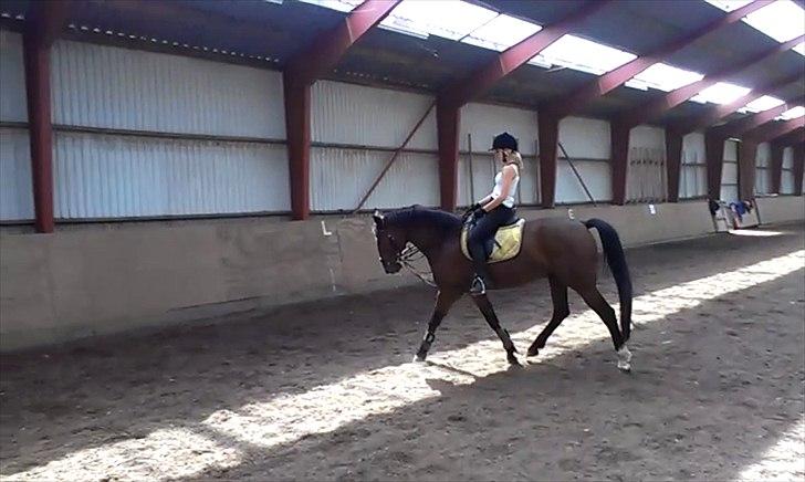 Anden særlig race TT (Tempo) billede 13