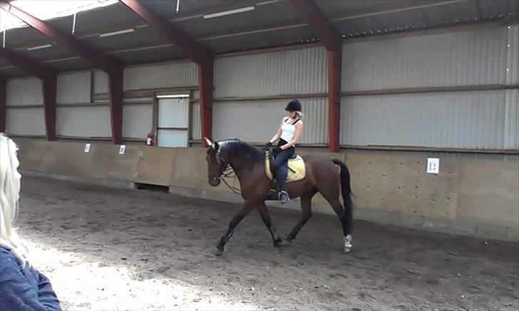 Anden særlig race TT (Tempo) billede 14