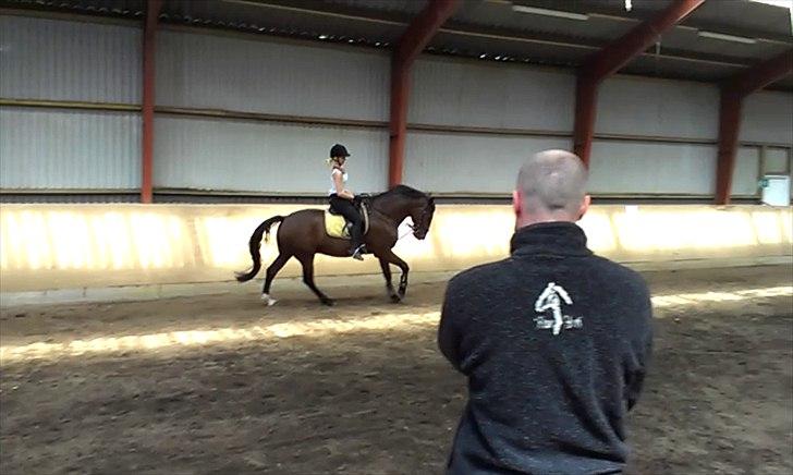 Anden særlig race TT (Tempo) billede 19