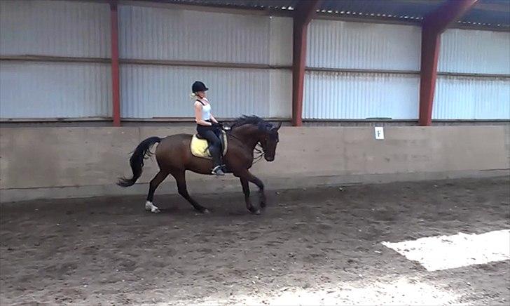 Anden særlig race TT (Tempo) billede 20