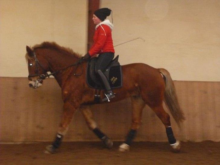 Welsh Cob (sec D) | Kiding Game On  **SOLGT** - dressur med Ida..
Idas billede billede 5