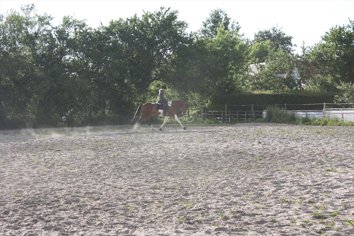 Pinto Bagergårdens Zindy billede 9