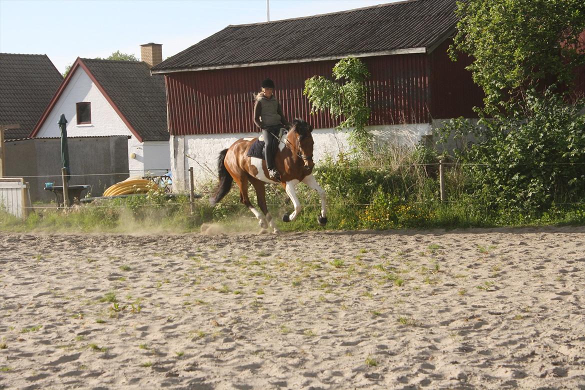 Pinto Bagergårdens Zindy billede 10