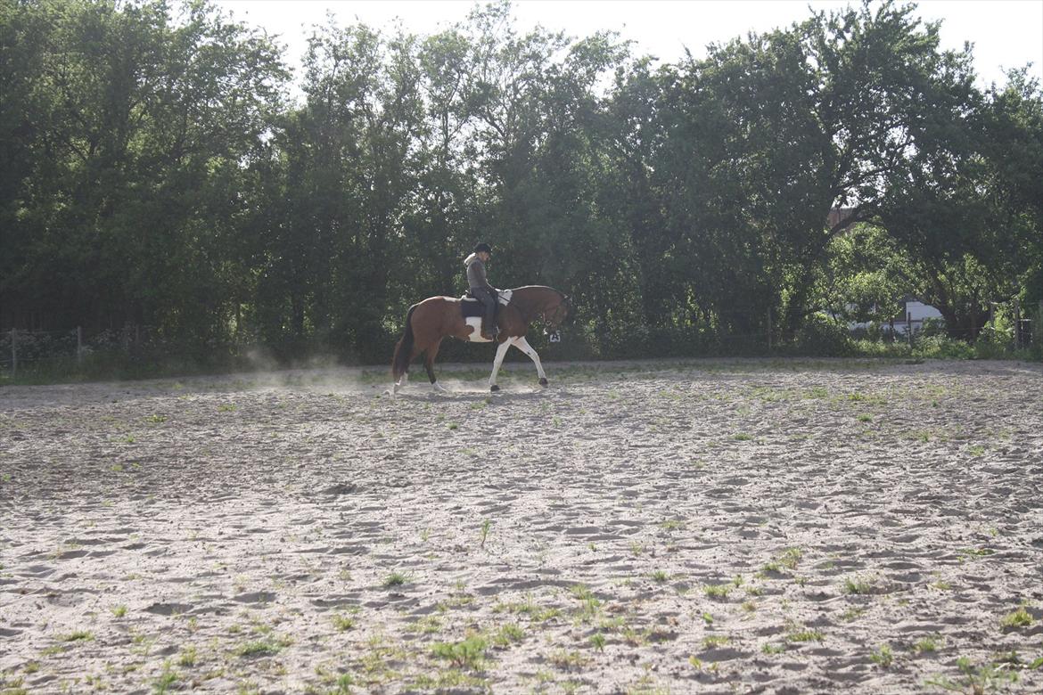 Pinto Bagergårdens Zindy billede 11