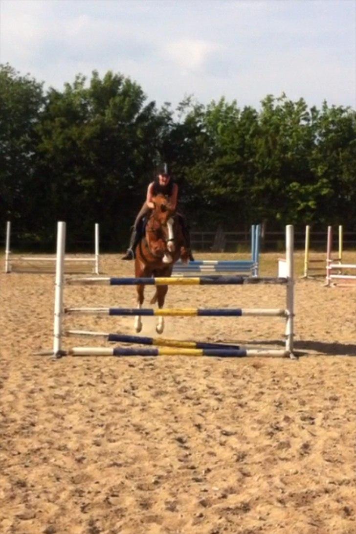 Welsh Cob (sec D) Dorthealyst Moonraker (L) - b-pony - Moonie & jeg i flyvende stil over 110 cm - han ligger endda højt over! dygtige musse :-) Foto: Simone Risholt billede 16
