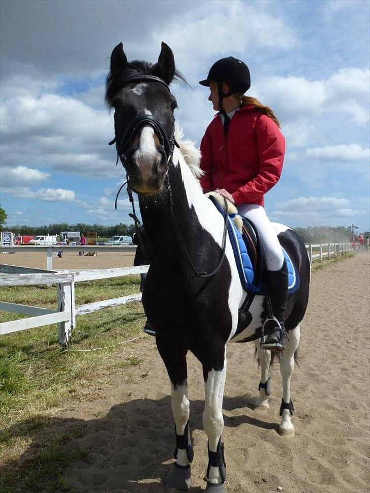 Anden særlig race Pingo - 18# Pingo står lige og kigger på de andre heste, inden vi skulle varme op. (: 
foto: Sofie el. Stine  billede 18