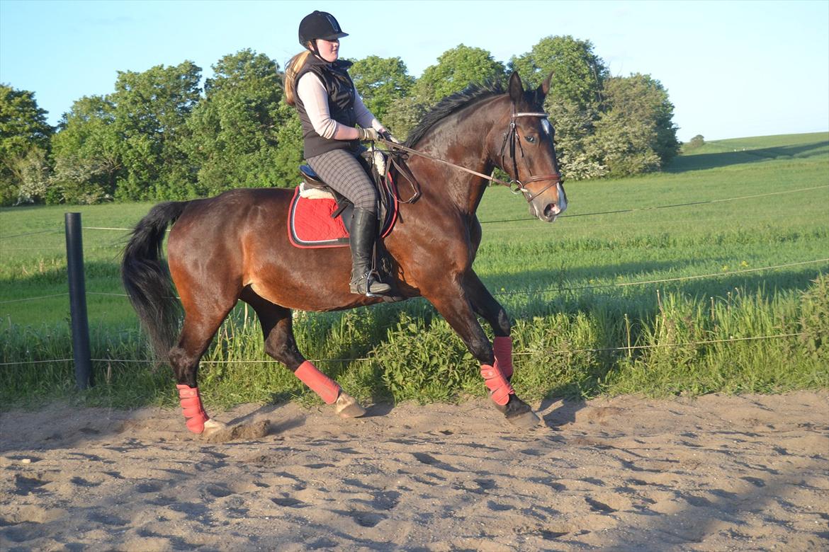 Oldenborg SUNI HEDEVANG - Kontragalop billede 5