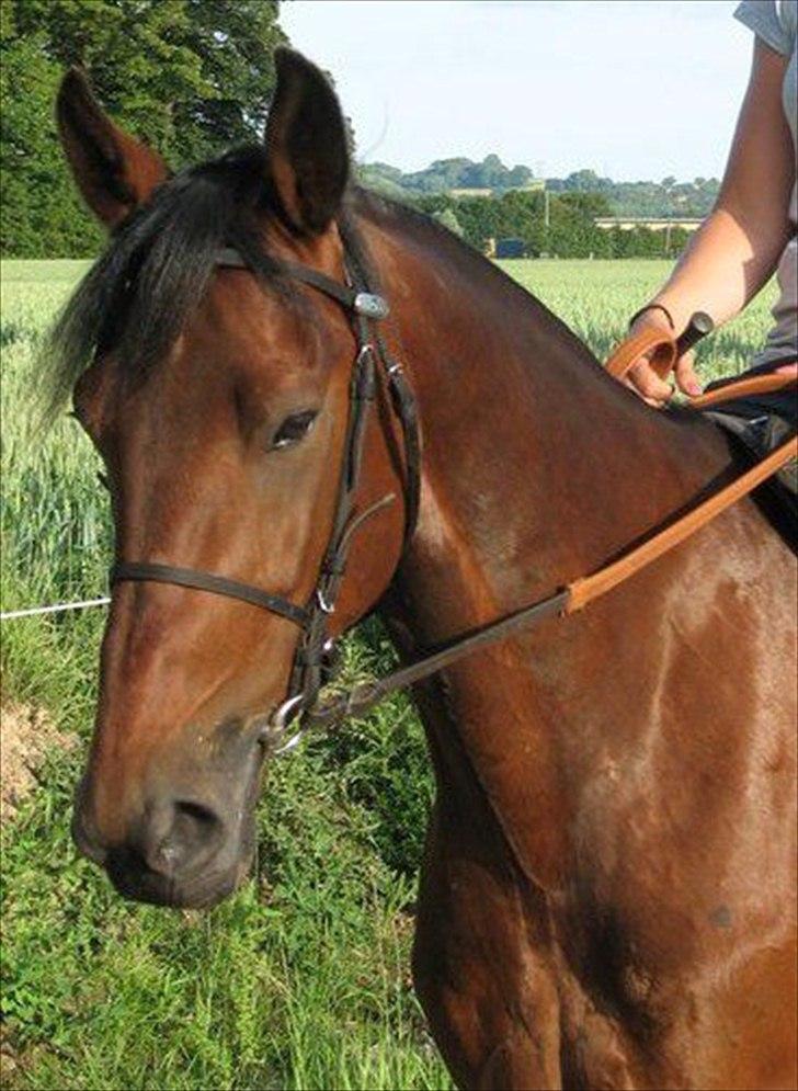 Traver Le Mans Gubi - Le Mans, din skøre hest!:-P billede 1