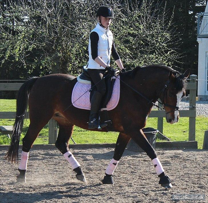 Anden særlig race Maddie - Lækker pony!<3 billede 18