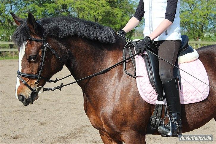 Anden særlig race Maddie - Dressurtrænning<3 billede 10