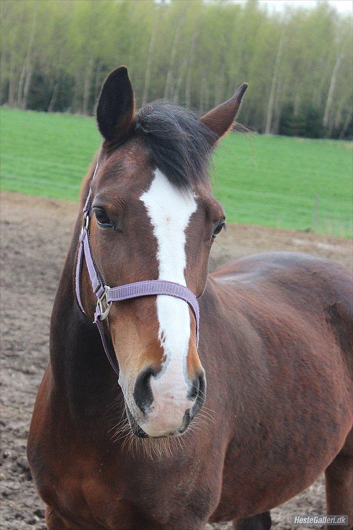 Anden særlig race Maddie - Læk, Læk, Lækker!<3 billede 23