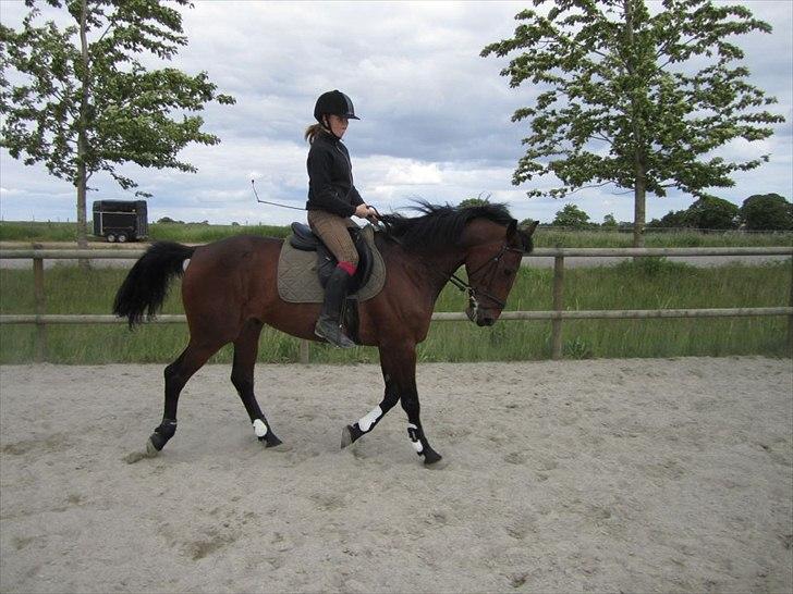 Traver Le Mans Gubi - Manse og mig, med lidt dressur. Jeg sidder virkelig grimt, men Manse er smuk! billede 2