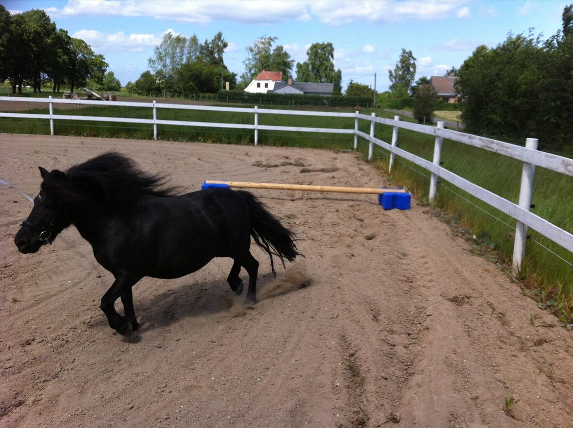 Shetlænder Mosbækmindes Jasmin - Longering <3 billede 5