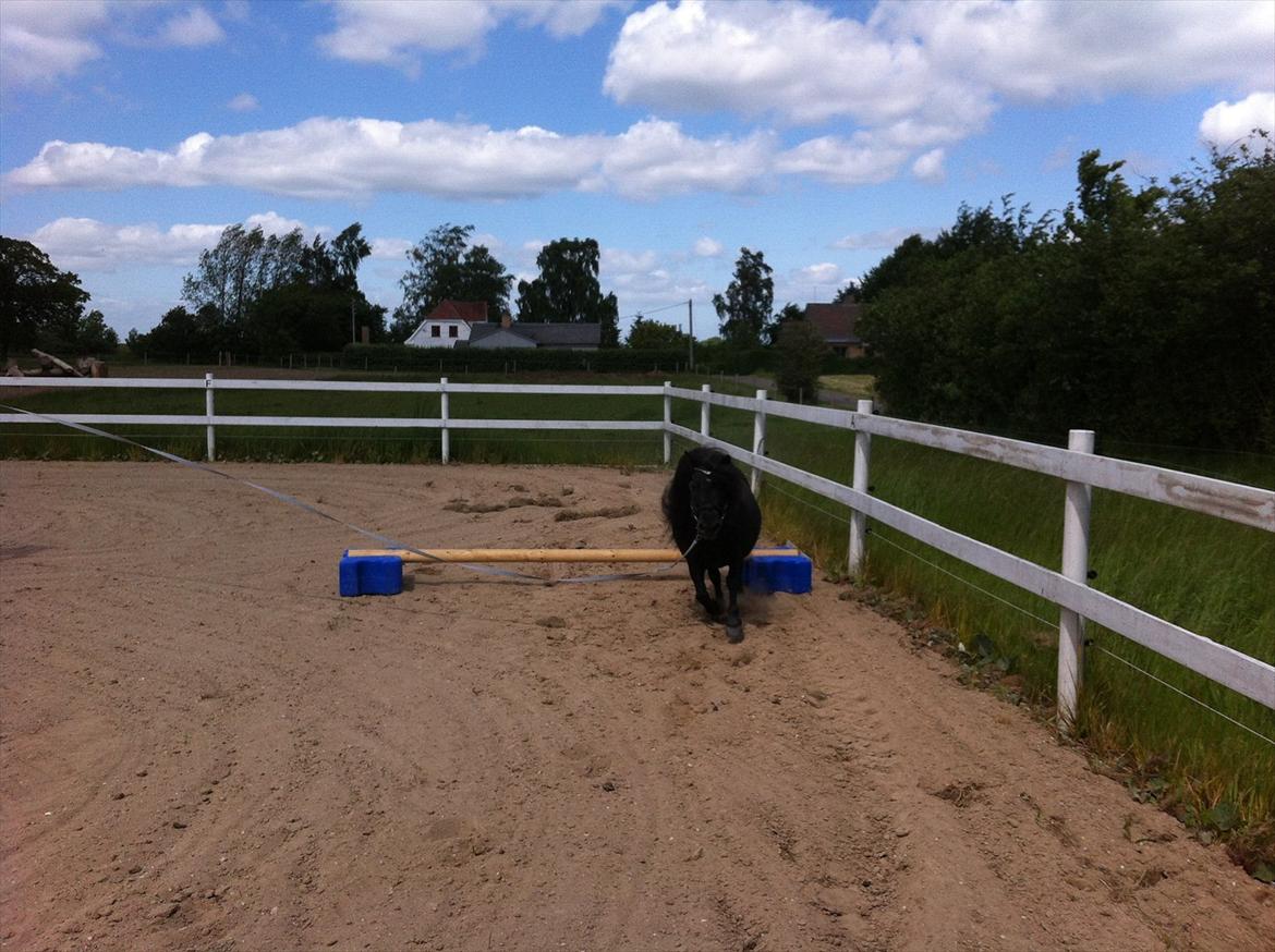 Shetlænder Mosbækmindes Jasmin billede 6