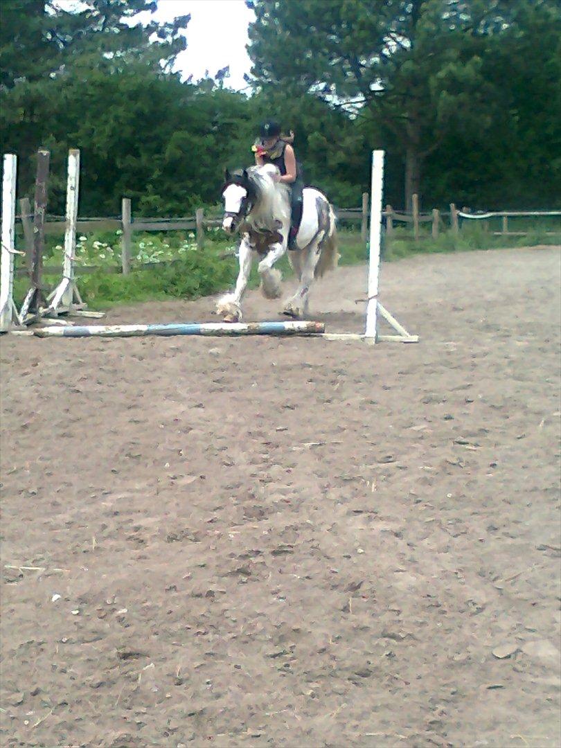 Irish Cob             Billy the kid - Fordi vi kunne det hele! billede 18