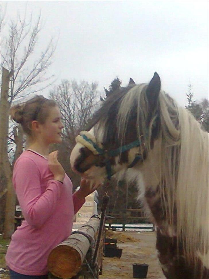 Irish Cob             Billy the kid - Fordi du fyldte mig med glæde! billede 11