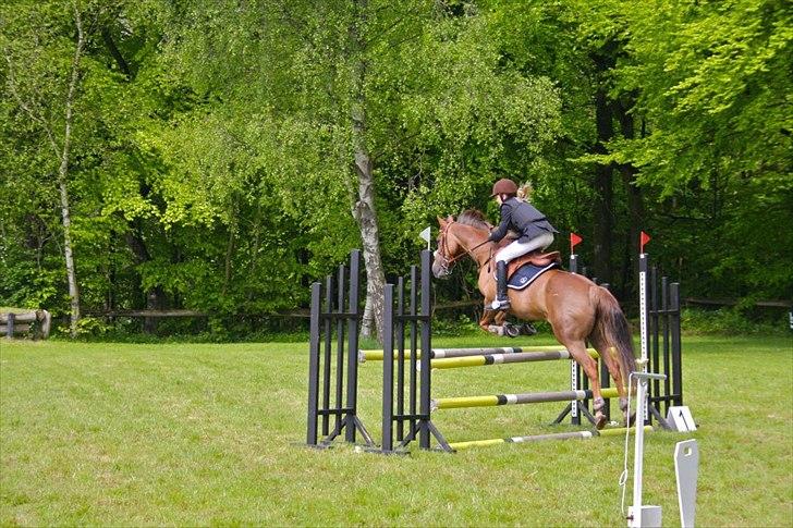 Tysk Sportspony Santa Fee SOLGT - Santa og hendes nye ejer i en flyvende la. billede 1