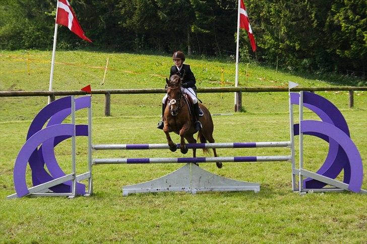 Tysk Sportspony Santa Fee SOLGT - Santa og hendes nye ejer i en flyvende la. billede 4