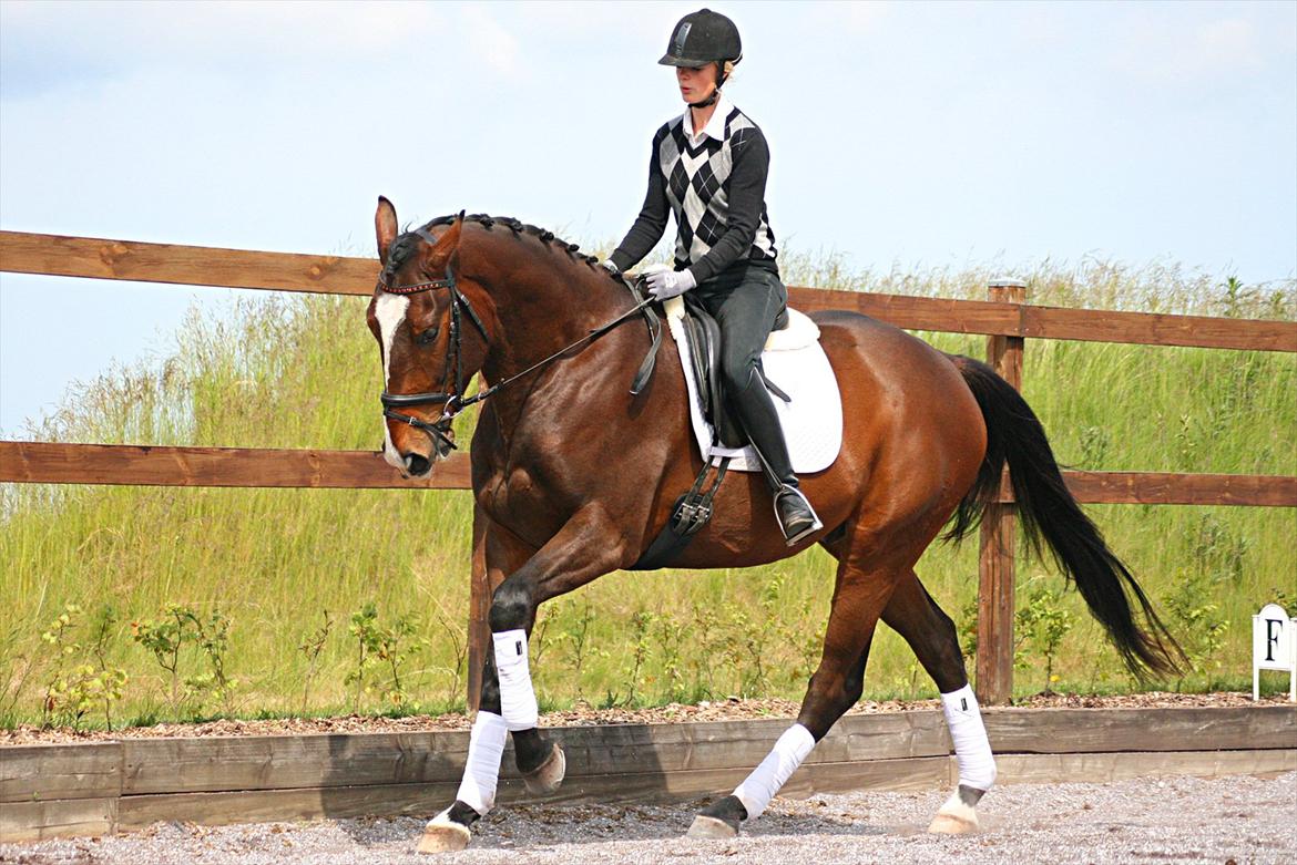 Oldenborg Bugatti af Dano - I galop d. 6/6 2012 billede 20