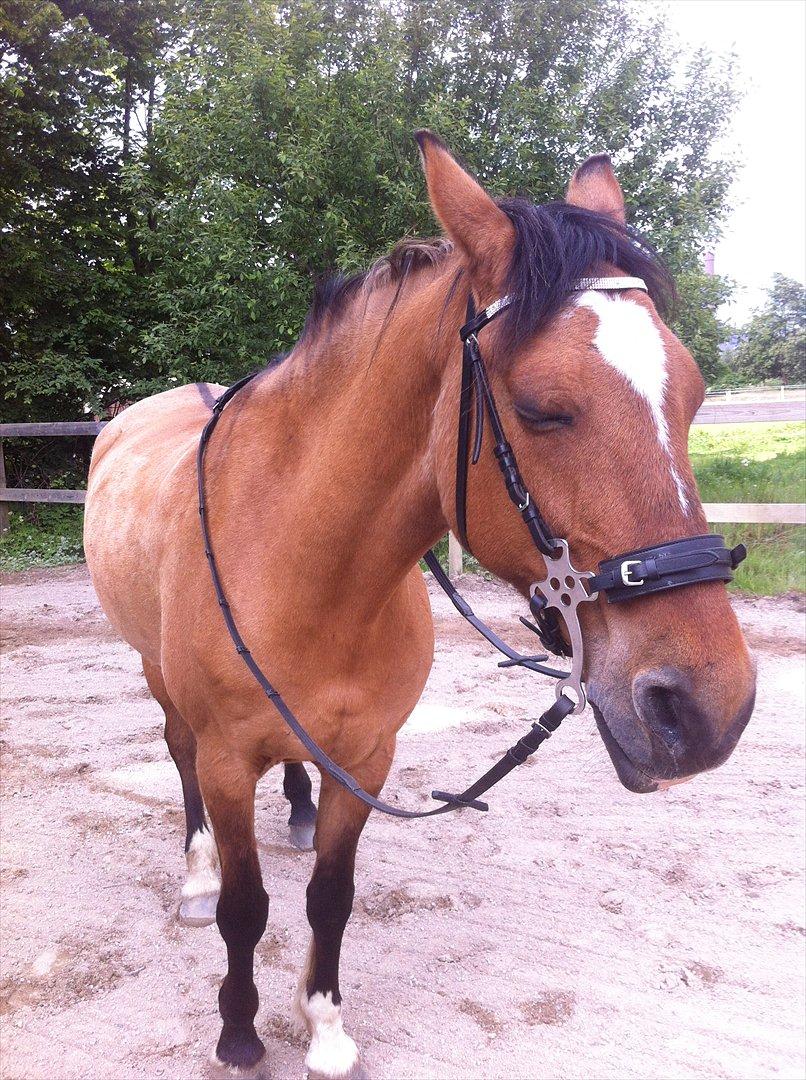 Anden særlig race Luna - Luna var meget træt efter dagens ridning :)
 billede 12