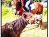 Anden særlig race Amy :i [Tidl. hest]