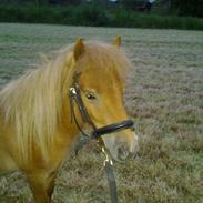 Shetlænder >>Bonanza<<