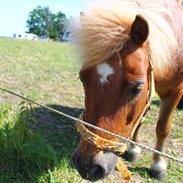 Shetlænder Buller!<3.