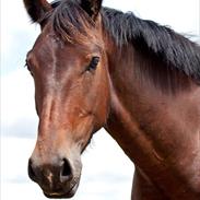 Oldenborg Rubin Krogh