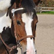 Irsk Sportspony Golden Hallo