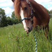 Anden særlig race Gizmo