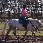 Welsh Pony (sec B) Nemo
