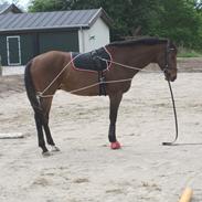 Fuldblod (XX) Cayman XX R.I.P