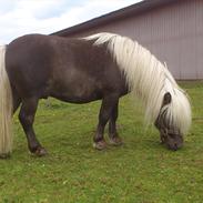 Shetlænder Silver