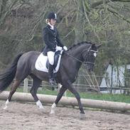 New Forest Pinot Noir B-Pony