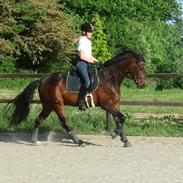 Dansk Varmblod Hoelgaard's Nice Little One