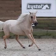 Amerikansk Miniature Teglmosen's Pandora Whiz