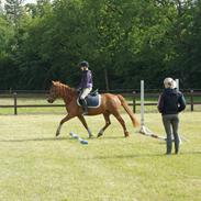 Anden særlig race Jokke SOLGT