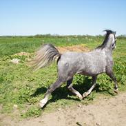 Welsh Pony (sec B) Kirkelodgaards Montana 