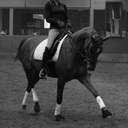 Dansk Varmblod Sølvkjær's Montana