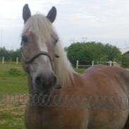 Haflinger Ascot