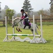 Welsh Pony (sec B) Calippo