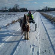 Anden særlig race Morfar