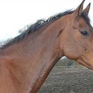 Holstener Sweet Catwalk